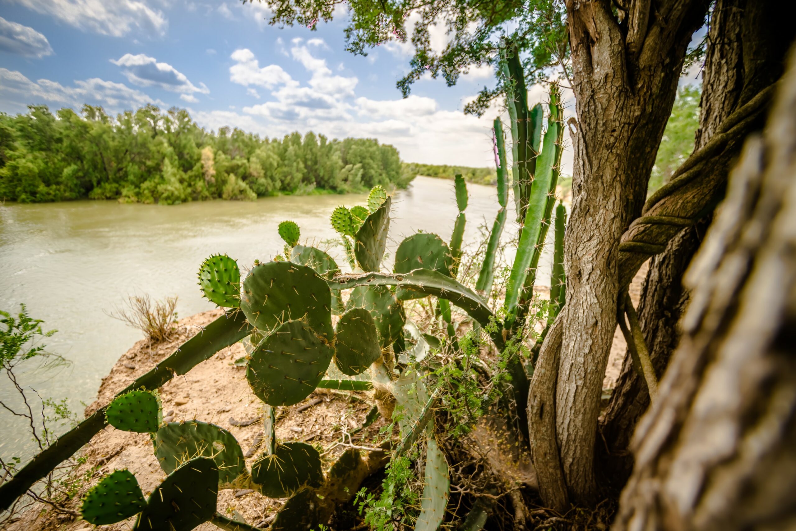 Closeup shot of cactus and trees lining a river.